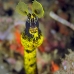 eel_ribbon_kbraerpr3_v_0153_sul3143.jpg